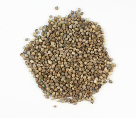 Image: Hemp seed from which the oil is extracted